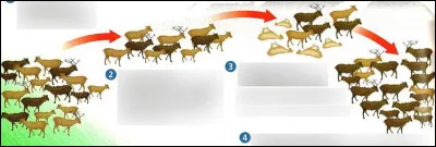 Qu'est-ce que la sélection naturelle ?