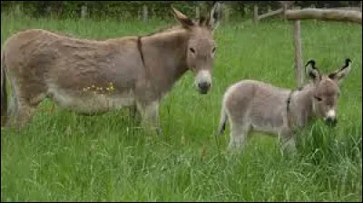 Quelle est l'onomatopée qui traduit le braiment ?