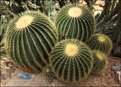 Et une vitrice, qu'est-ce que c'est ?