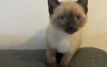 Quiz Animaux