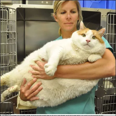 Quel est ton poids ?