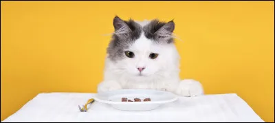 Quelle est ta nourriture préférée ?