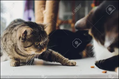 Tu préfères la terre ou l'air ?