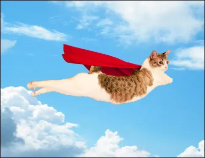 Est-ce que tu veux voler ?