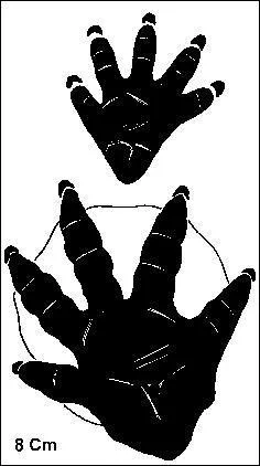 A quel animal appartient cette empreinte ?