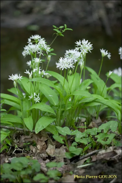 Le gaspacho est une soupe froide traditionnelle, le plus populaire est celui d'Andalousie, avec quels ingrédients est-il élaboré ?