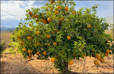 À l'origine, la paella était cuite au feu de bois, ce qui lui donnait un parfum bien particulier. Quel bois utilisait-on ?