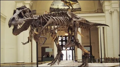 Où se trouve cet impressionnant squelette ?