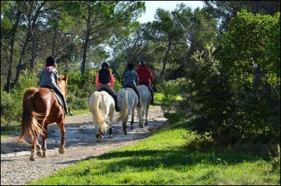 Disons que tu arrives à l'écurie en avance, et que ta monitrice te dit que tu peux choisir ce que vous allez faire pendant la séance d'équitation, tu réponds :