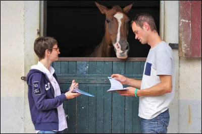 Si tu pouvais acheter un de ces chevaux, ce serait...