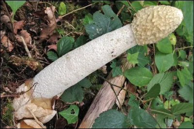D'après le nom de ce champignon aussi appelé "phallus impudicus", comment est le "satyre" ?