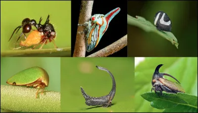 De quoi se nourrissent ces drôles d'insectes, appelés "membracidés", aux formes souvent spectaculaires ?