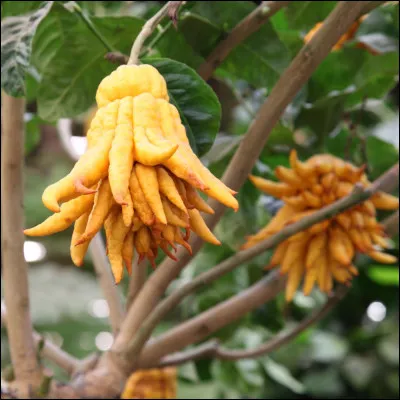 D'après le nom de cet agrume, de qui est-ce la "main" ?