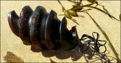 Quel animal marin pond des oeufs aux formes spéciales, dont celui-ci en spirale ?
