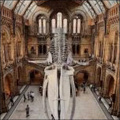 Dans quelle ville peut-on visiter le Natural History Museum ?