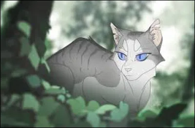 Qui est la chatte qui reste avec Plume Sombre ?