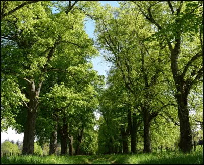 Complétez : Les feuilles ... des arbres.
