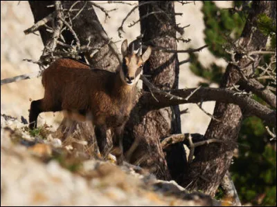 Au cours de votre balade en montagne, vous tombez nez à nez avec un éterlou, que voyez-vous ?