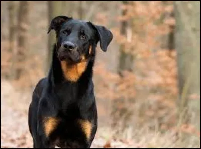 Quelle race de chien est parfois surnommée le "bas rouge" ?