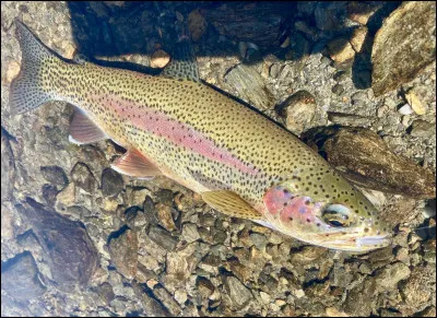 Quel est le nom de cette truite ?