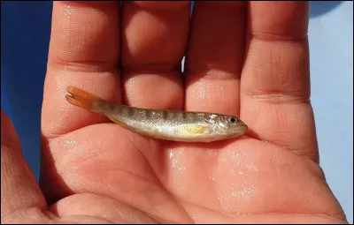 Quel nom donne-t-on à une jeune truite immature ?