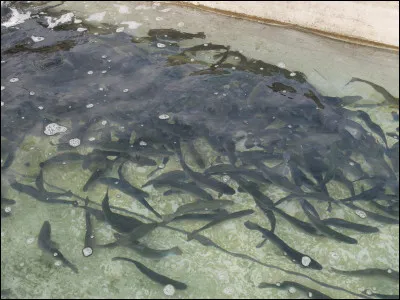 Quel donne nom donne-ton à l'élevage des truites ?