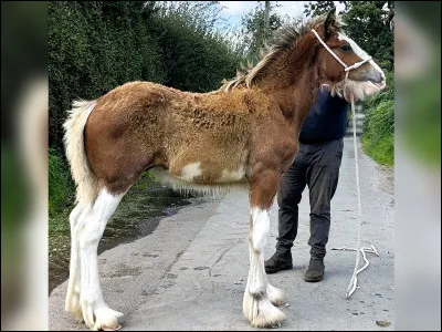 Combien de mois dure en g&eacute;n&eacute;ral le sevrage d'un poulain shire ?