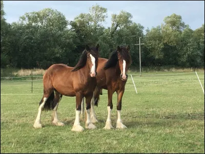 Un &eacute;talon mesure en moyenne ... au garrot.