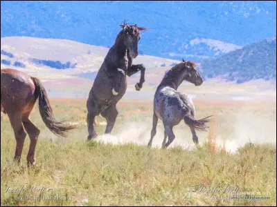À quel groupe doit-on la chanson ""Wild Horses" ?
