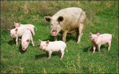 Quel est le pays le plus grand consommateur de porc ?