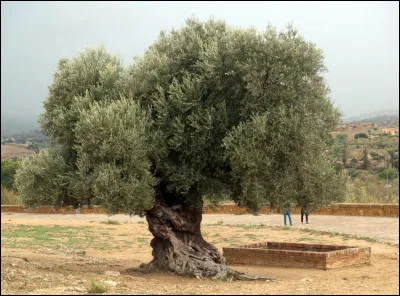 L'olivier est le symbole ...