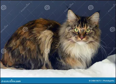 Je suis le plus gros félin du monde.