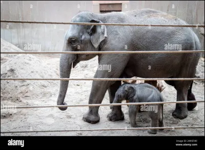 Il chasse l'éléphant mais il perd souvent.