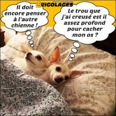 Datant de 2007, ''Laisse aboyer les chiens'' est une chanson de...