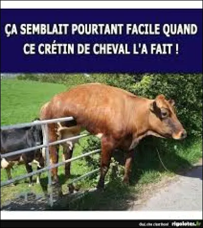 Quel groupe de rock festif du Pas-de-Calais a interprété le titre humoristique ''Les Vaches'', en 1998 ?