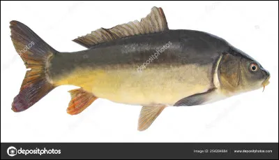 Peut être un problème pour certains oiseaux, c'est le...