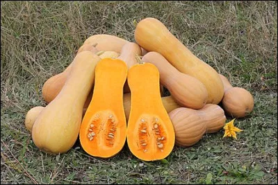 Quel est l'autre nom du butternut ?