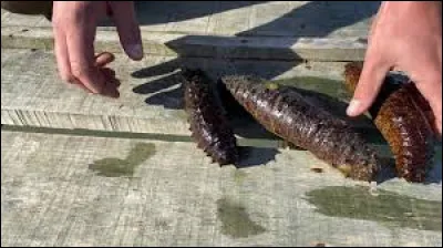 Comment les Holothuries sont-ils également nommés ?