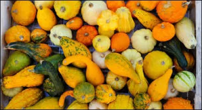 Lequel de ces cucurbitacées peut-on prendre si on a un excès de confiance ?