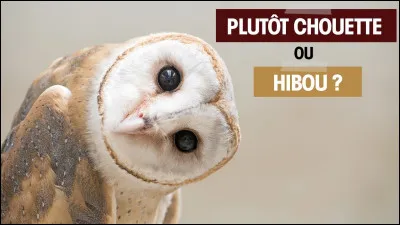 Où est la chouette ?