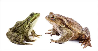 Où est la grenouille ?