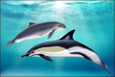 Où est le dauphin ?