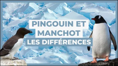 Où est le pingouin ?