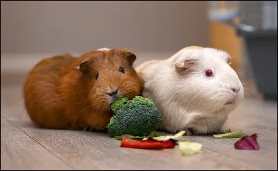 Où est le hamster ?