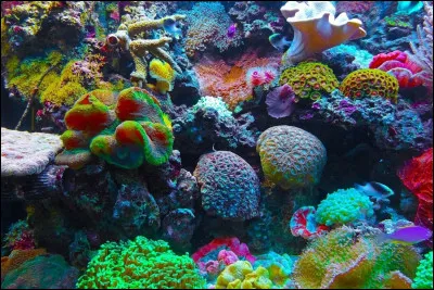 Au Japon, quel nom porte le brûle-parfum ?