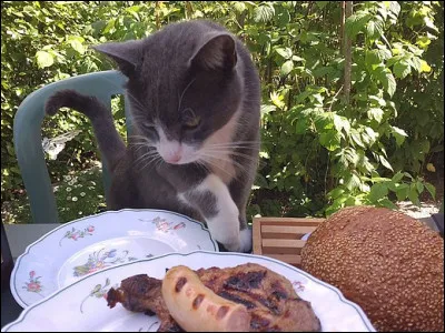 Qui interprétait la chanson "Le chat de la voisine" ?