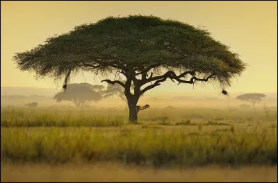 De quel arbre s'agit-il ?