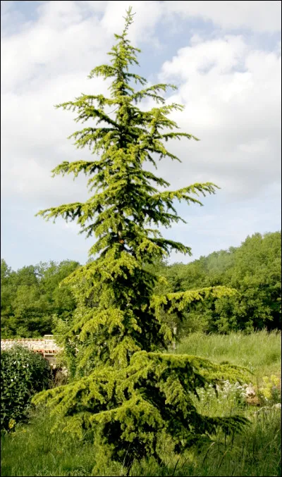 De quel arbre s'agit-il ?