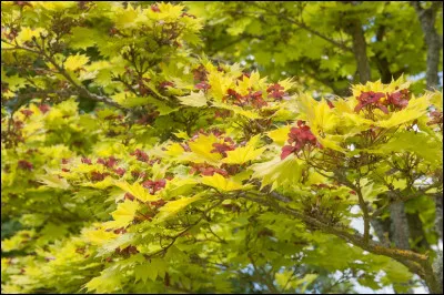 De quel arbre s'agit-il ?