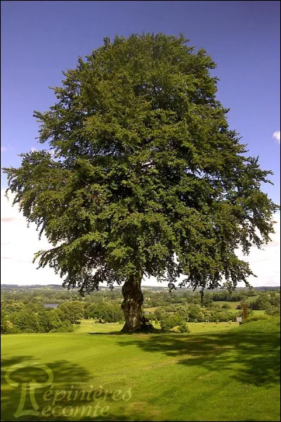 De quel arbre s'agit-il ?